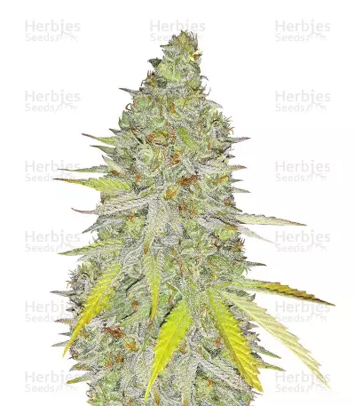 Chocolate Mint OG Auto feminized seeds