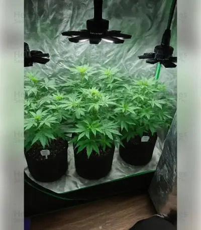 Fat Bastard Seeds