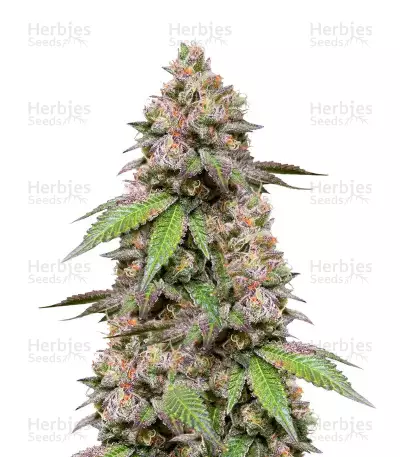 Fem Mix Pack #1 Seeds from Herbies Seeds