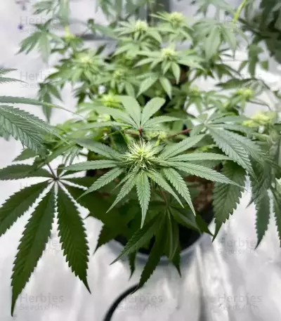 Semillas Feminizadas Florida Sunrise Autoflower (Seedkeepers)