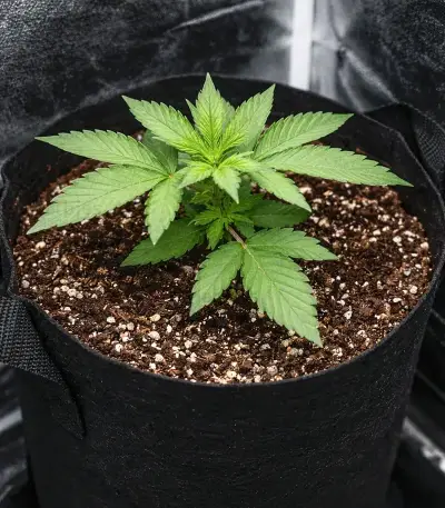 Flowerbomb Kush Seeds