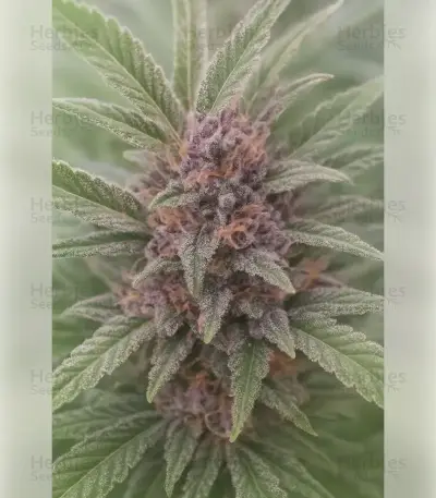 Godfather OG Seeds