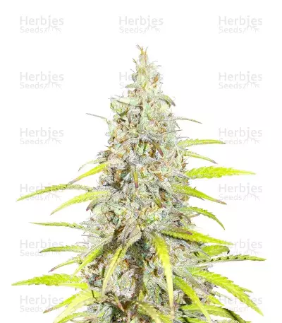 Graines de cannabis Grimm Mix regular (Brothers Grimm Seeds)
