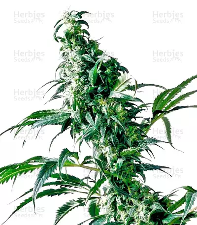 Mexican Sativa Seeds