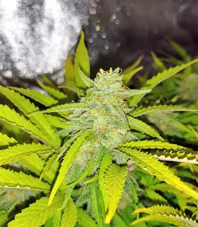 Pink Floyd Regular seed Seeds