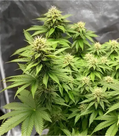 Semi femminizzati Royal Gorilla