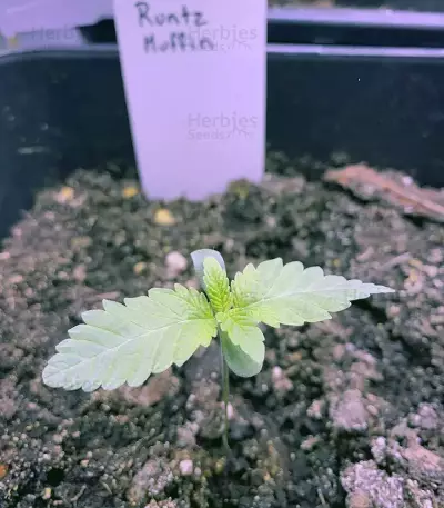 Runtz Muffin Seeds (Barney’s Farm)