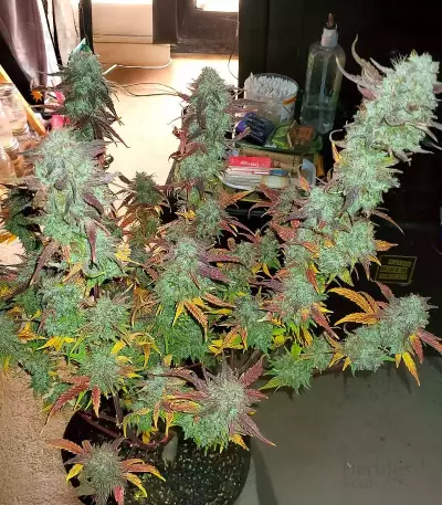Semi femminizzati Samsquanch OG Auto