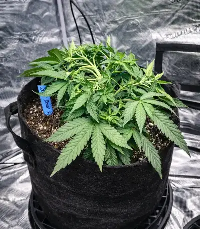 Sour Diesel Seeds