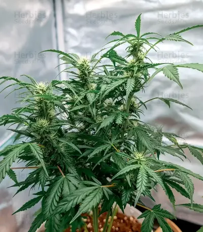 Sugarlato Auto Seeds