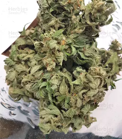 White Widow feminized seeds (Seedstockers)