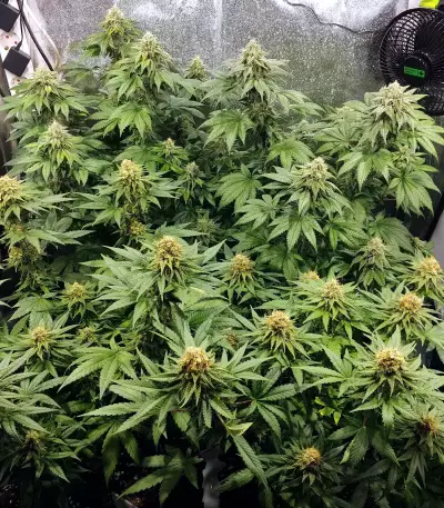 Z feminized seeds (Original Sensible Seeds)