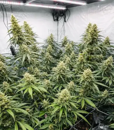 Zoap Seeds