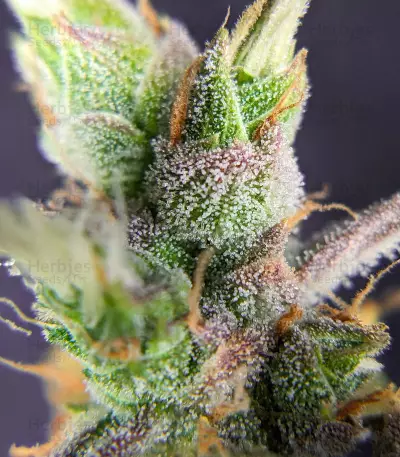Trainwreck Fast Version (Seedkeepers)
