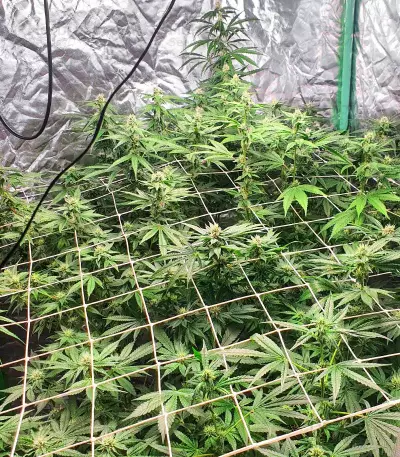 Tropicana Cookies Fast Flowering feminisierte Samen (Fast Buds)