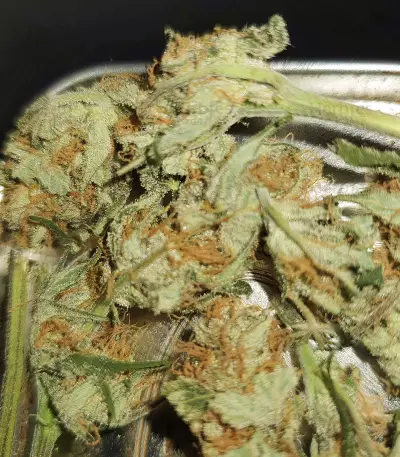 Unknown Kush Early Version (Delicious Seeds)
