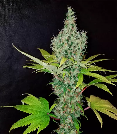 Orange Bud (Herbies Seeds)