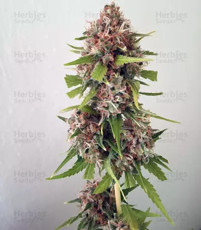 Critical Orange Punch Seeds