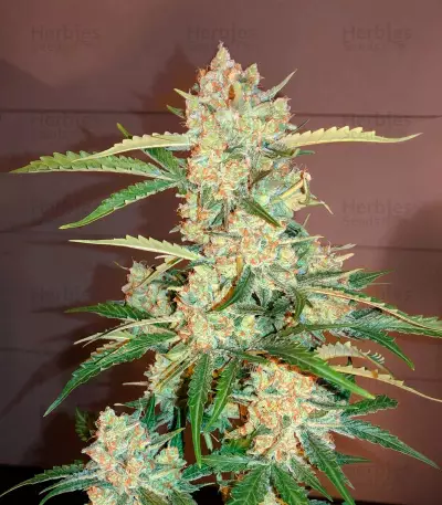 Critical + 2.0 Autoflowering feminized seeds