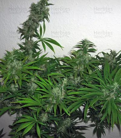 Mango Haze Regular seeds