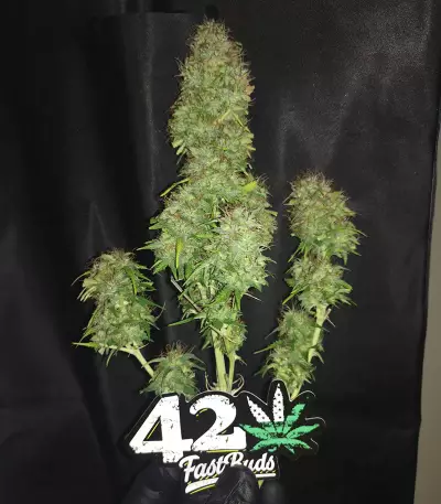 Original Auto Critical Seeds