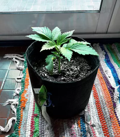 Graines de cannabis Amnesia Bilbo (Genehtik Seeds)