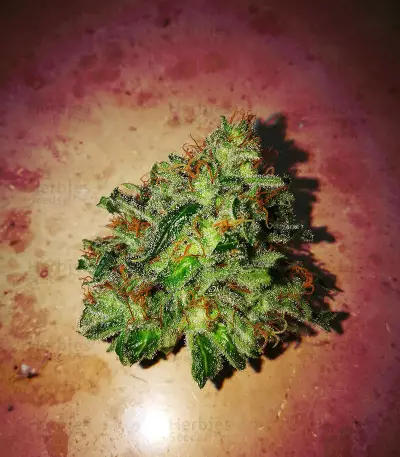 Graines de cannabis Amnesia Bilbo (Genehtik Seeds)