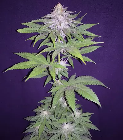 Auto Ghost OG Seeds