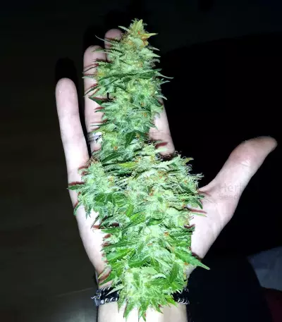 Auto Super Skunk (Auto Skunk) Seeds