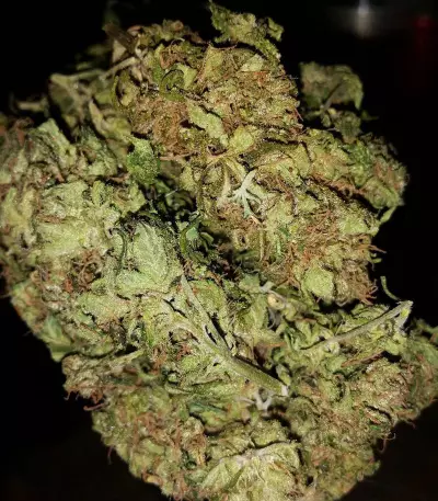 Cheese feminized seeds (Big Buddha Seeds)