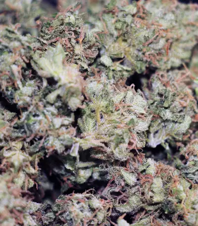Big Stilton Auto (Big Head Seeds)