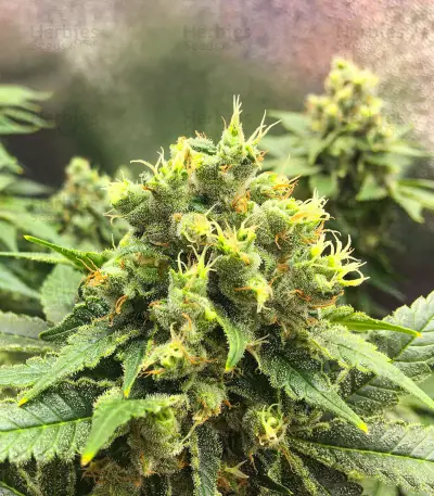 Black Jack Seeds