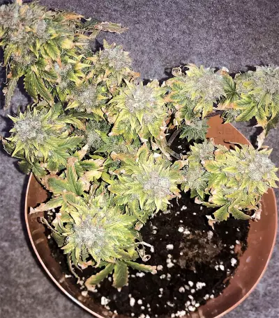 Blue Mystic strain