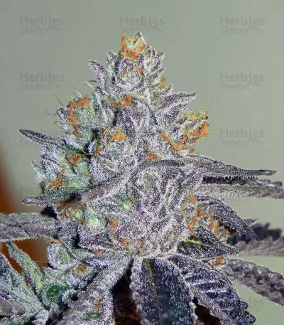 Brain Cake feminized seeds