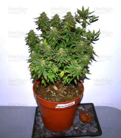 Graines de cannabis CBD Blue Shark (Barney's Farm)