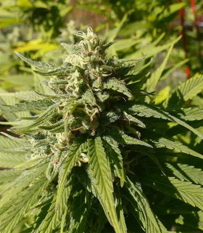 CBD Caramel Seeds