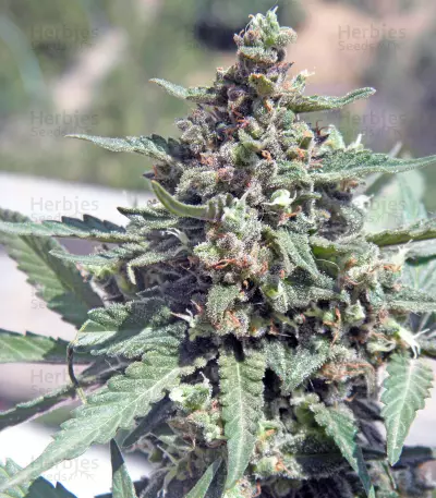 CBD Lemon Potion Auto Seeds
