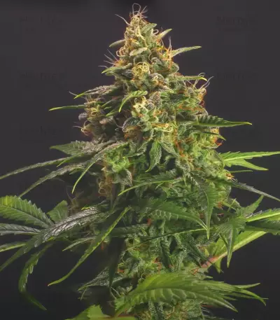 Chem-Bomb Auto Seeds