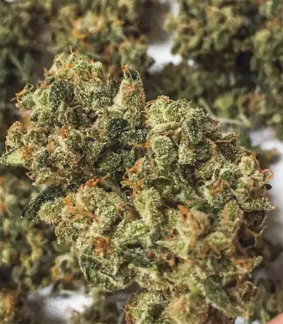 Cinderella 99 Regular (Brothers Grimm Seeds)