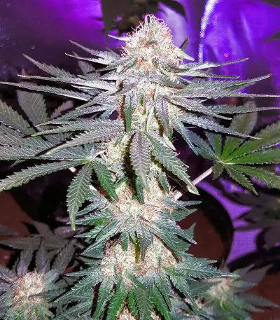 Critical Mass Seeds (Mr. Nice Seedbank)