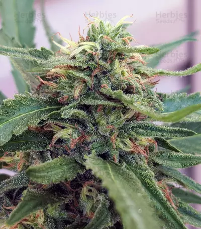 Gorilla (Gorilla Glue #4) (Expert Seeds)