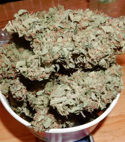 Haze Autoflowering CBD (Dinafem Seeds)