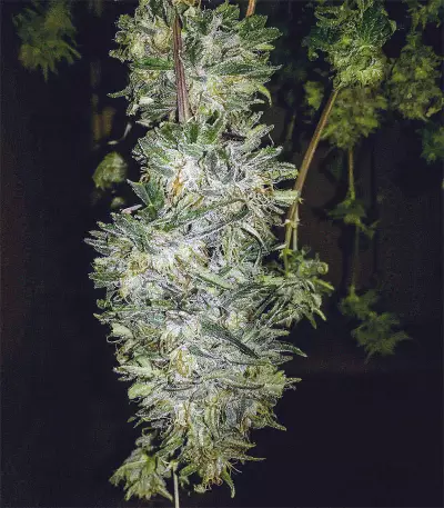 Killer Purps (Bomb Seeds)