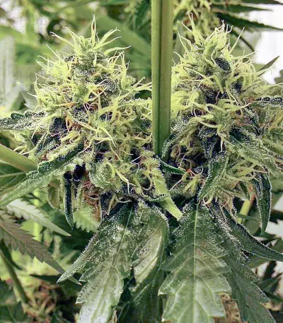 Semi femminizzati Moonshine's Ghost Train Haze