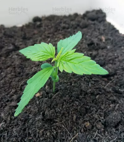 Graines de cannabis Morpheus CBD (Buddha Seeds)