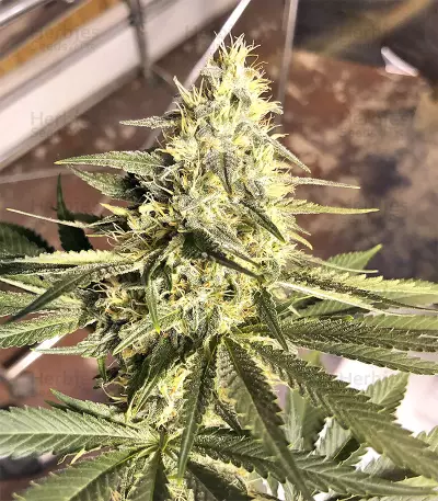 Nepal Jam Seeds (CannaBioGen)
