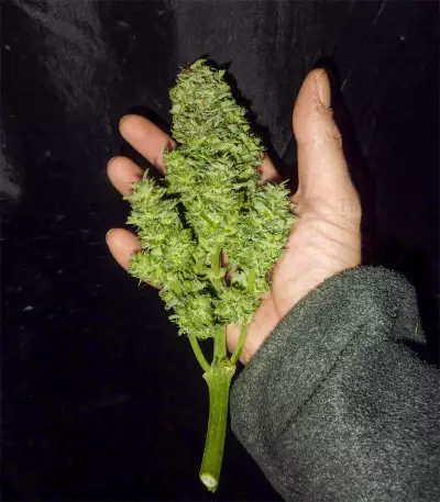 Original Auto Skunk (Fast Buds)