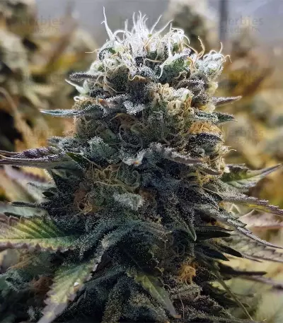 Original Glue Seeds