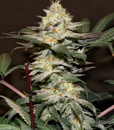 Outdoor Hurricane Seeds