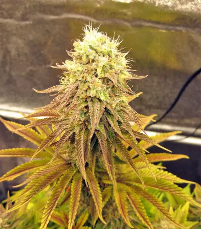 Peyote Purple Regular seeds